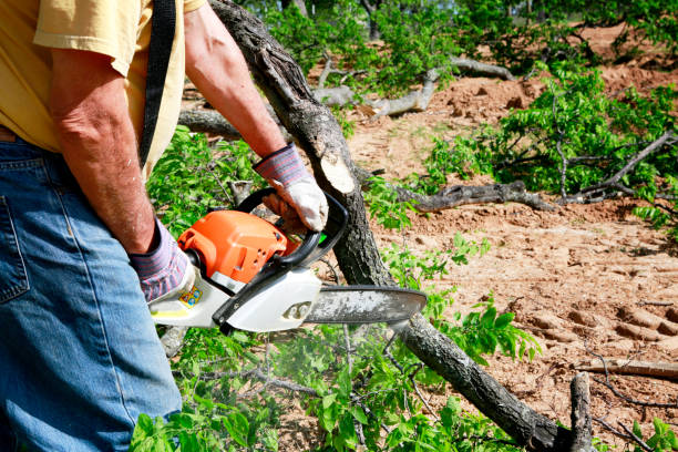Best Seasonal Cleanup (Spring/Fall)  in West Wood, UT